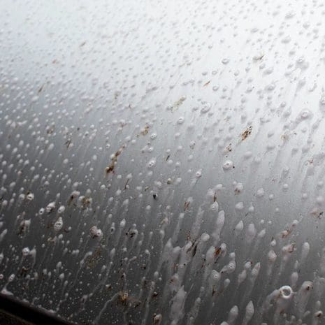 image_6_bug_sap2_600x600_3d61876f-ef6e-404f-a38c-6b242fc8fea2 image_6_bug_sap2_600x600_3d61876f-ef6e-404f-a38c-6b242fc8fea2